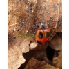 Endomychus coccineus (Linnaeus, 1758) Wygłodek biedronkowaty